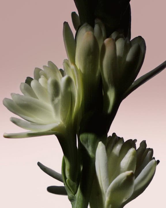 video (LES TERRES PReCIEUSES PRODUCT MASHUP) alt text:  Video displaying different ingredients, fragrance bottles and cinematic silhouettes of Armani/Prive Les TERRES PReCIEUSES fragrance collection.