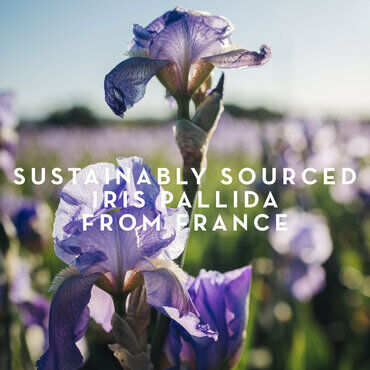 A close-up of delicate purple Iris Pallida flowers in a sunny field, with the text "Sustainably Sourced Iris Pallida from France" overlaid.