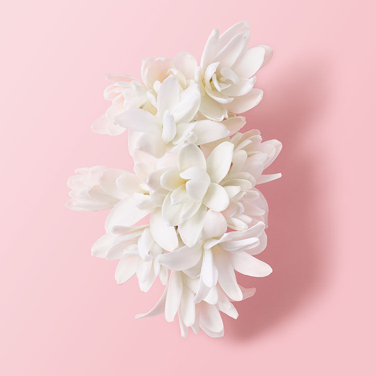 A cluster of delicate white flowers arranged on a soft pink background.