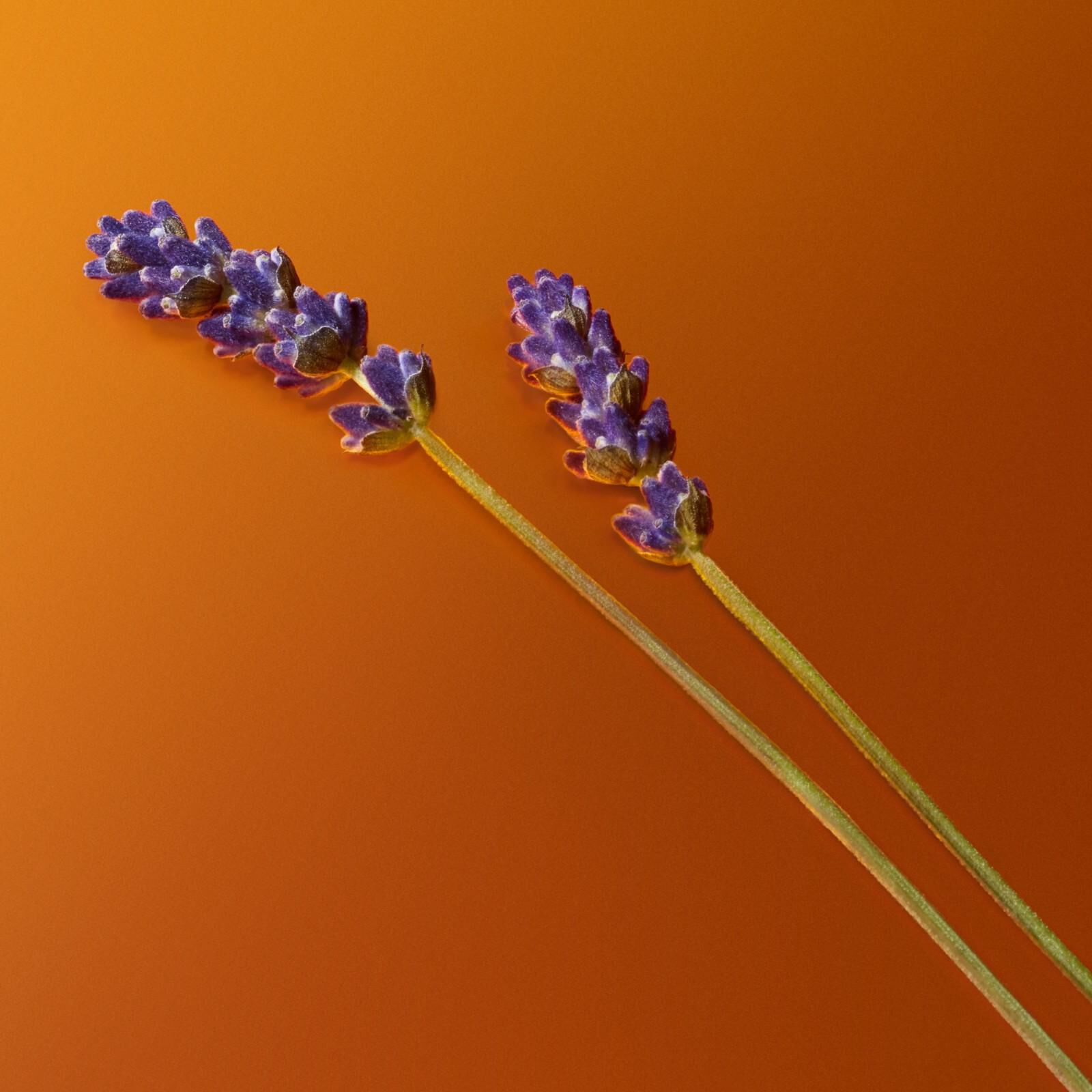 Paarse lavendelstelen met amberkleurige elementen op een oranje achtergrond die natuurlijke parfumingredienten tonen.