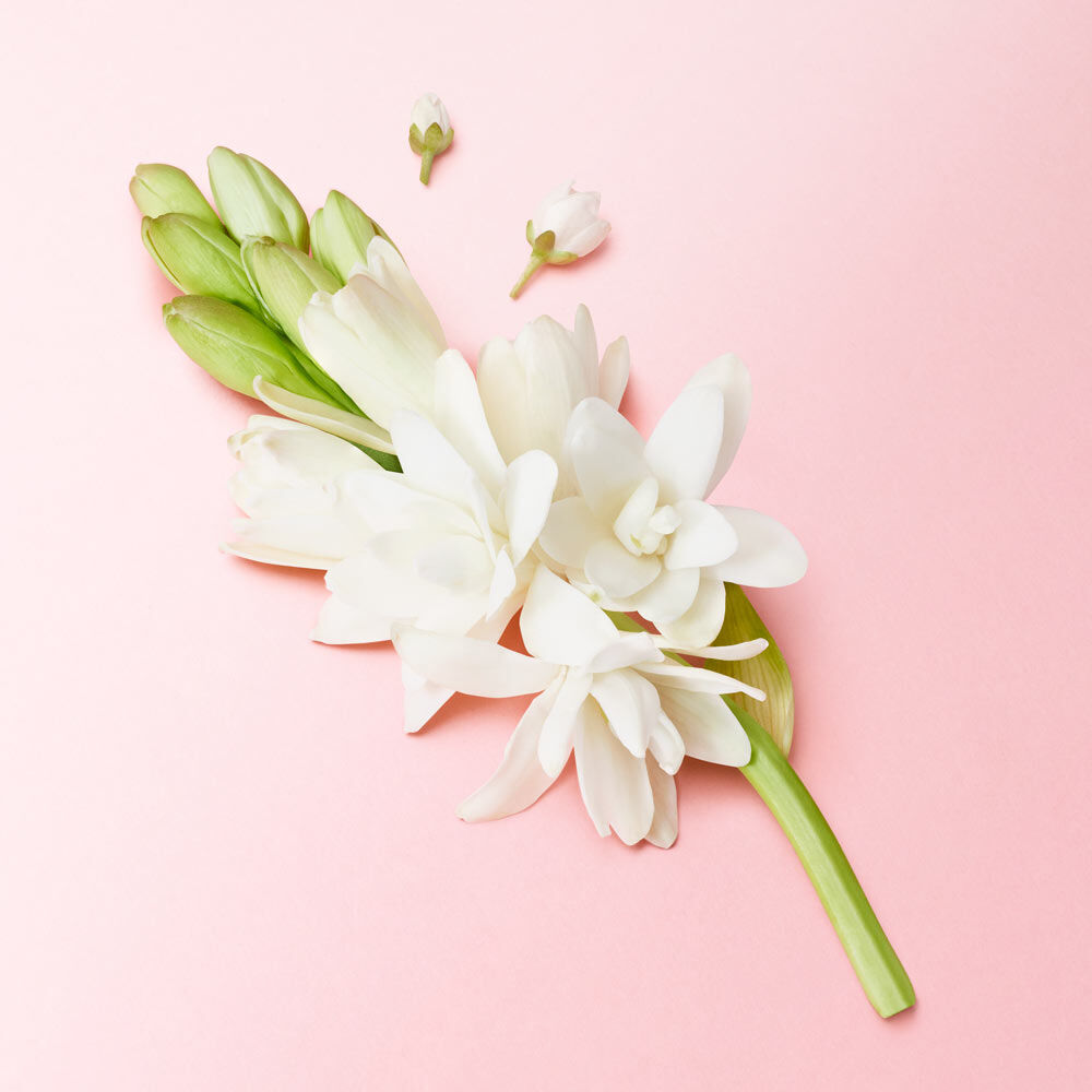 A close-up of delicate white flowers arranged artistically against a soft pink background, featuring both blooming and budding blossoms.