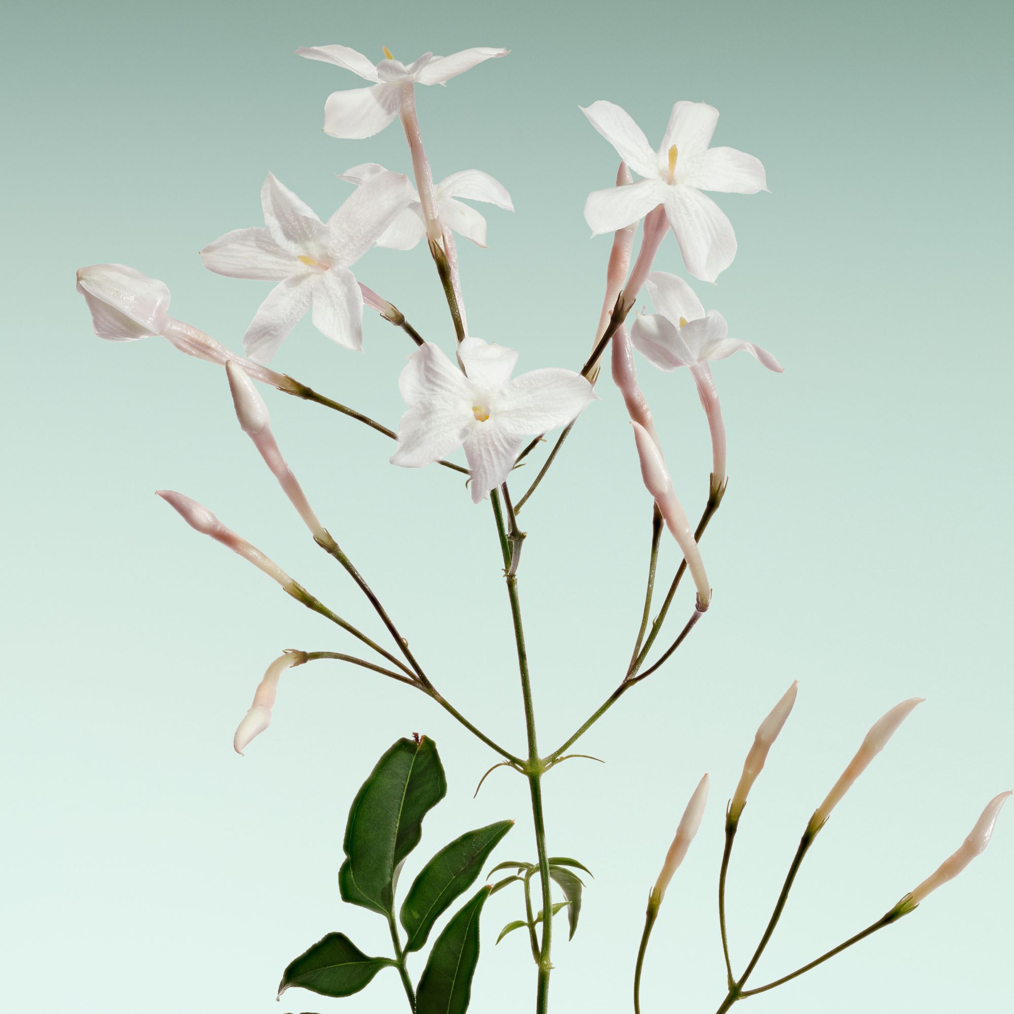 Armani Prive – Vert Malachite