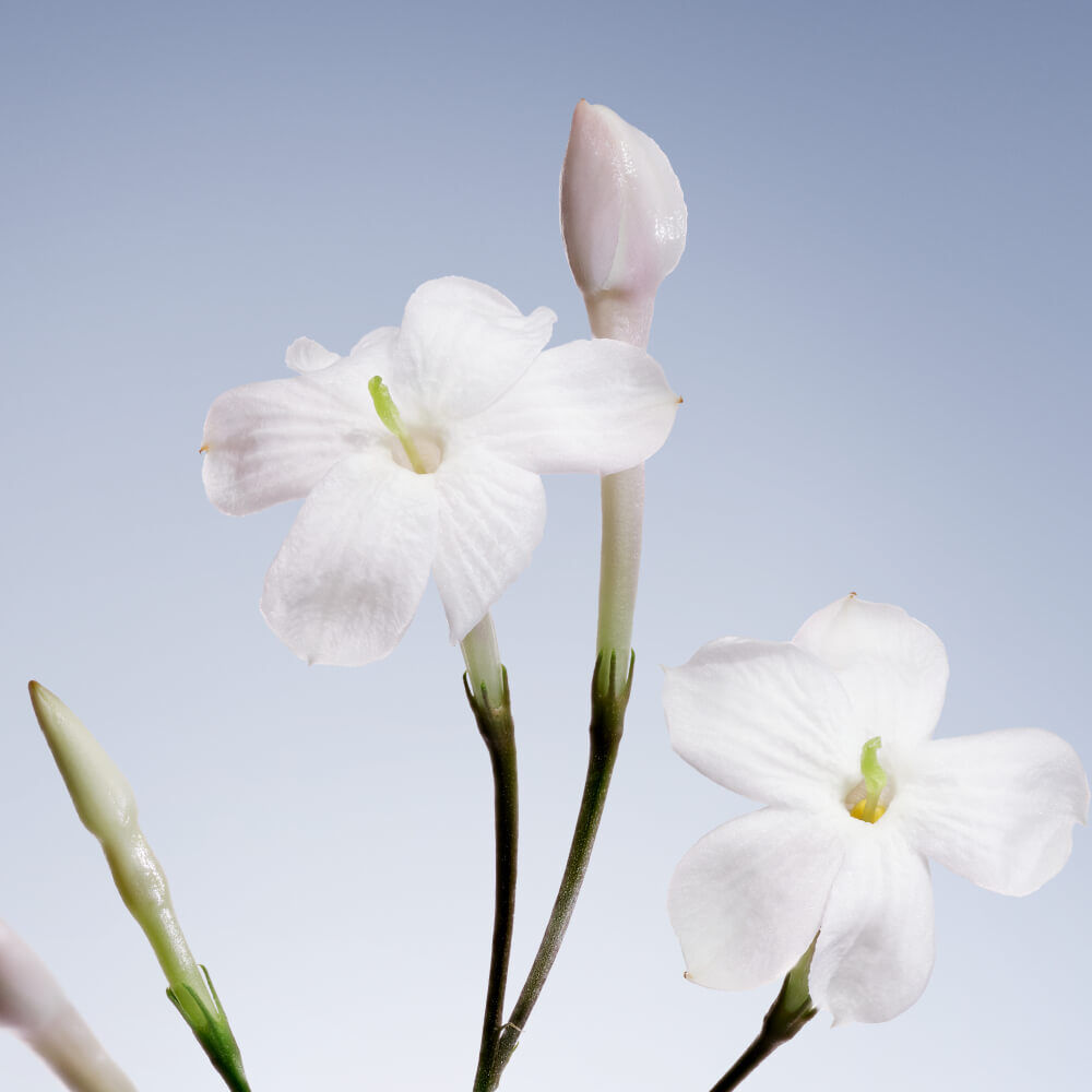 Jasmine flowers with a closed bud.