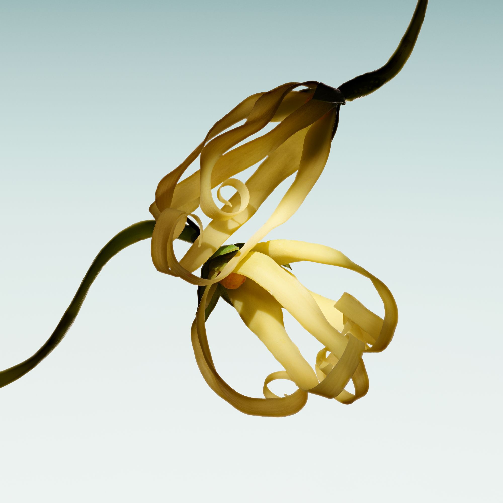 Armani Prive – Vert Malachite