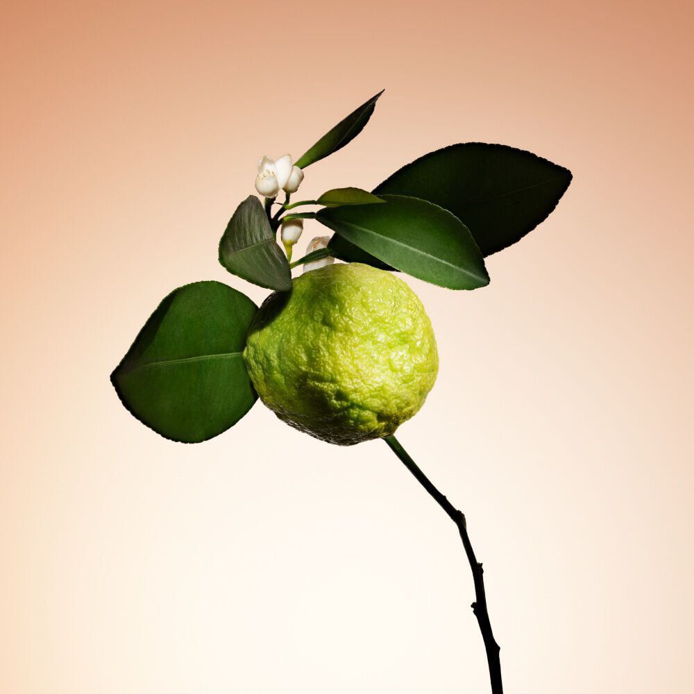Armani/Prive Santal Dān Shā: fresh bergamot branch, reflecting the fragrance’s vibrant citrus top notes.