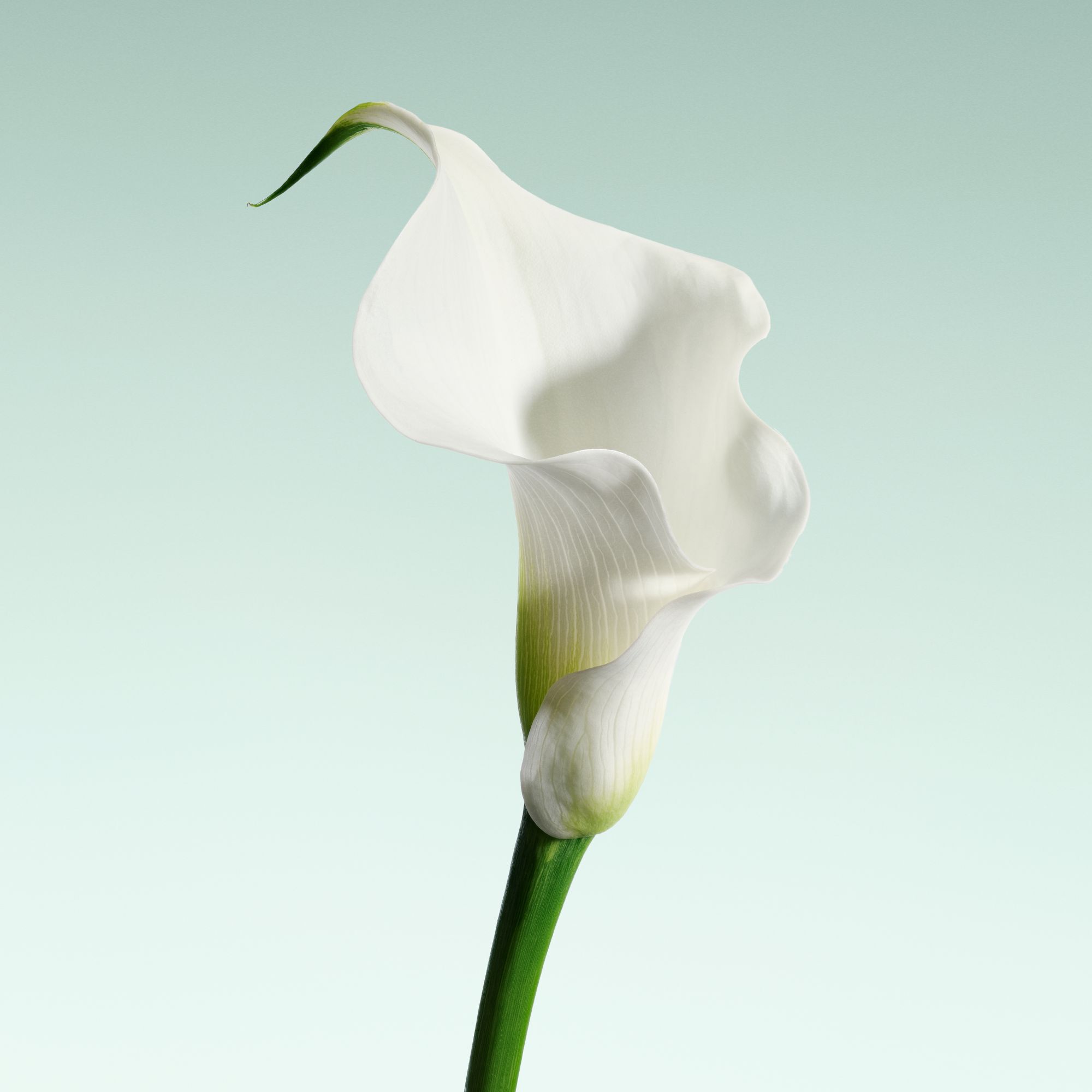 Armani Prive – Vert Malachite